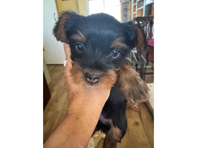 Purebred Yorkshire Terrier Puppies for Sale - Healthy, Playful & Home-Raised