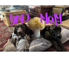 Purebred Brindle Cane Corso X Purebred German Shorthair Pointer Mix