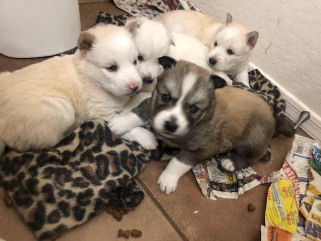 Siberian Husky Puppies for Rehoming – Blue Eyes – 6 Weeks Old