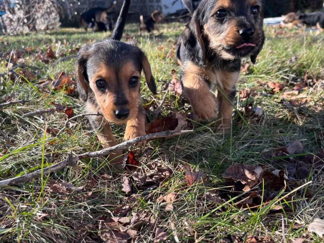 Beagle Yorkie Mix Puppies for Rehoming – 3 Month Old "Borkies"