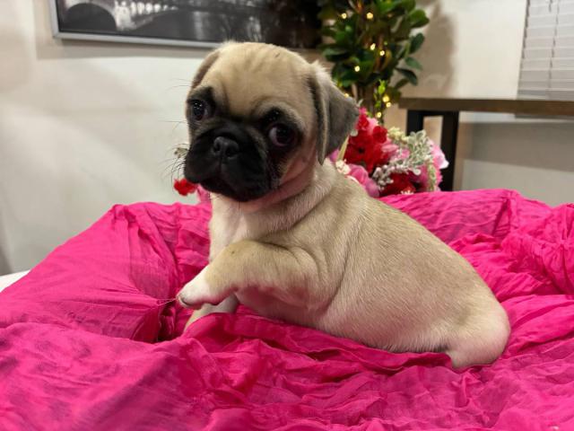 Purebred Pug Puppies – Ready for Their Forever Homes!