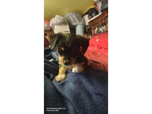 Chihuahua Puppies for Re-homing - 8 Weeks Old - First Shots Included