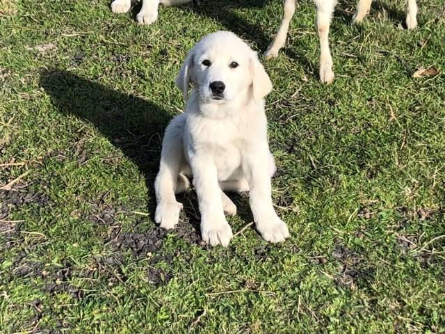 LGD Puppies for Sale - Great Pyrenees/Anatolian Cross - Started on Goats