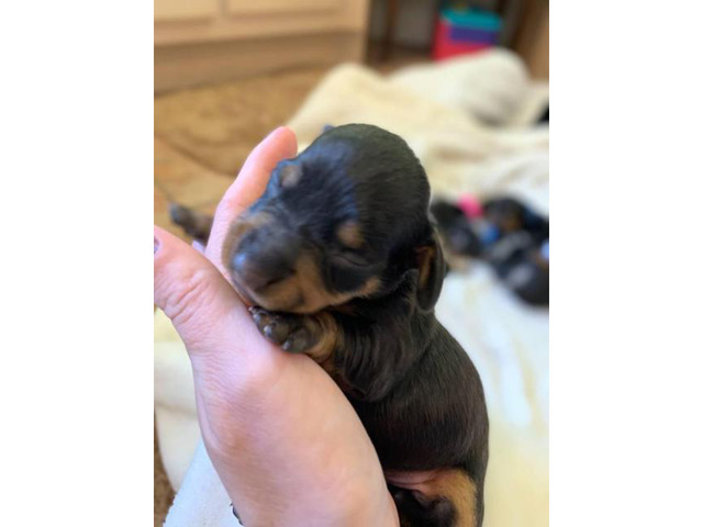 CKC registered Mini Dachshund puppies