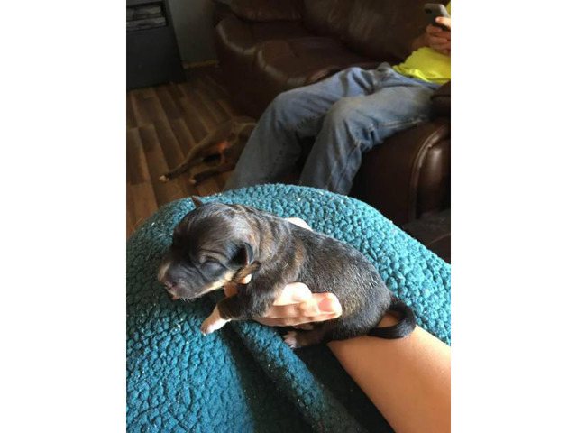 5 blue heeler pups for sale