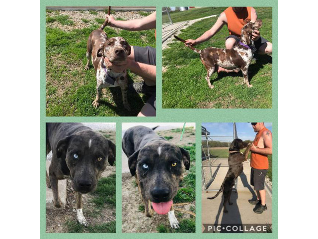 NALC registered Catahoula's