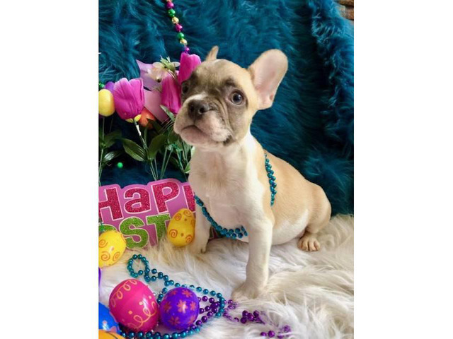 100% chocolate & gold eyes French Bulldog