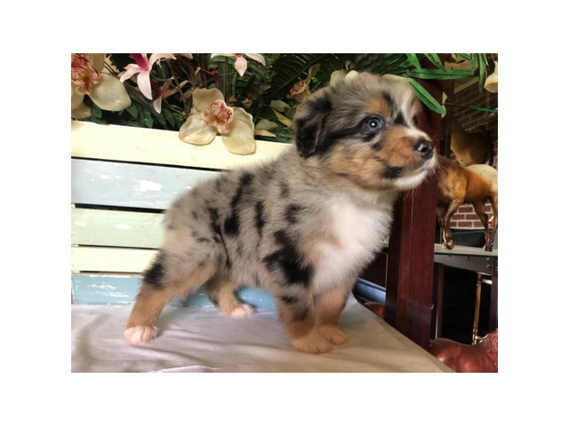 8 very pretty AKC Australian Shepherd puppies available