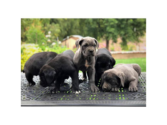 5 Males and 1 blue Female Cane Corso Pups for Sale