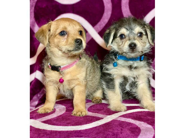 2 Yorkie / wire haired terrier Mixed puppies