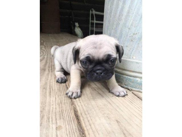 Pug puppies for adoption