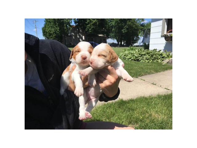 Lovely litter of Brittany pups