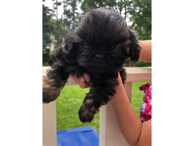 Purebred shih tzu pups up for adoption