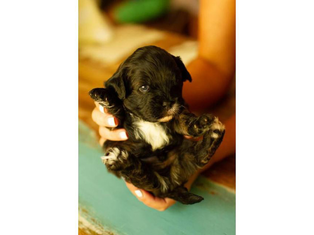 Mini cavapoos - 2 males remaining