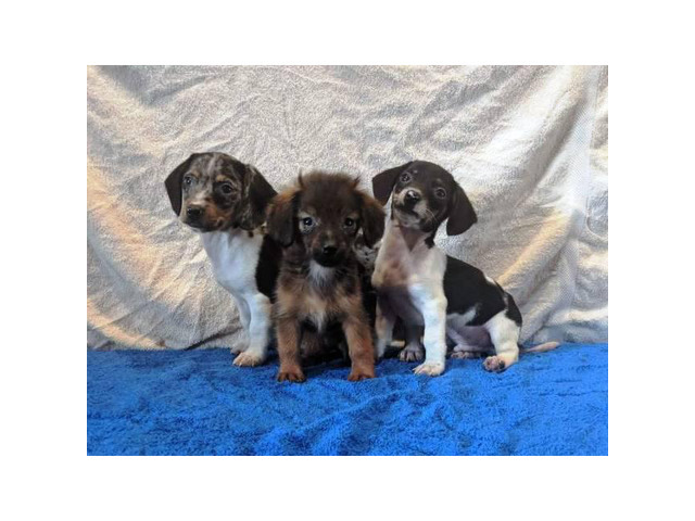 4 Pretty lil Dachshund puppies for sale