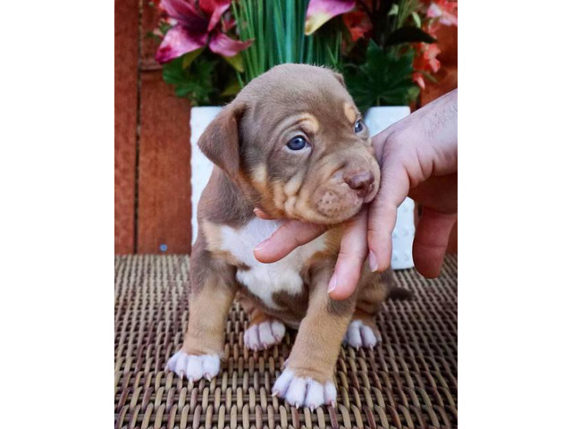 XL Pitbull ABKC / UKC registered