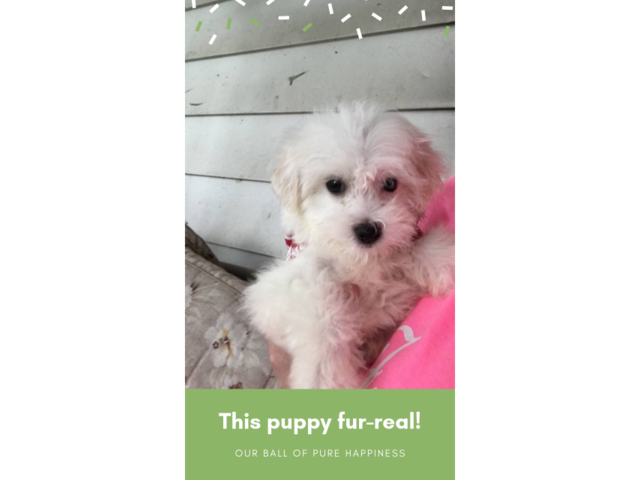 Two male Maltese puppies