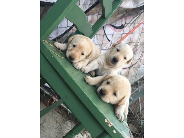 Yellow Labrador puppies for re-homing
