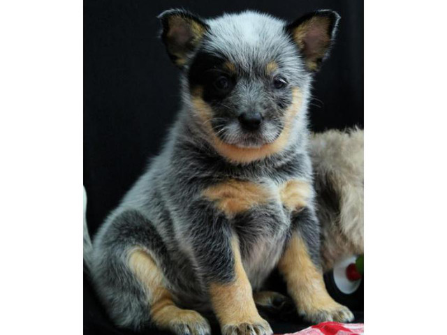 Akc Reg Australian Cattle Dog Puppies