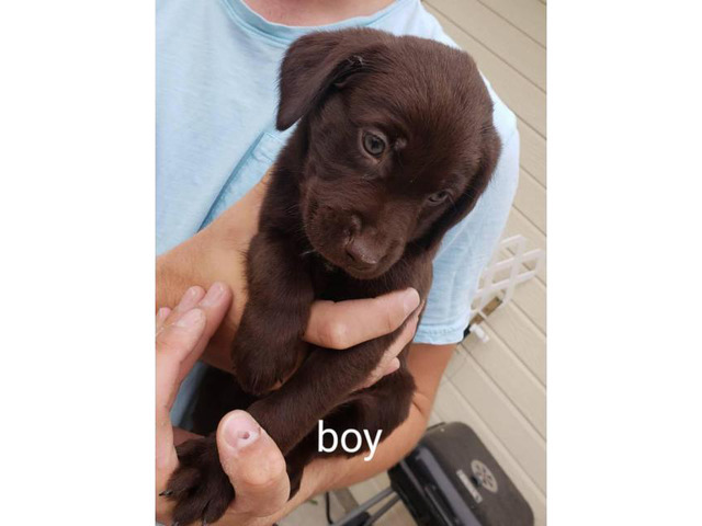 4 chocolate Lab puppies remaining