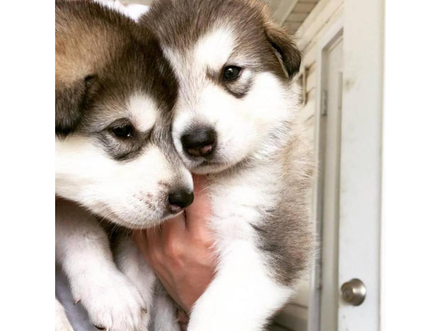 Alaskan Malamutes - 2 females left