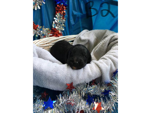 F1 labradoodles puppies for rehoming