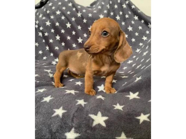 Dachshund puppies Registered AKC