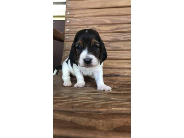 4 Females Basset Hound Puppies