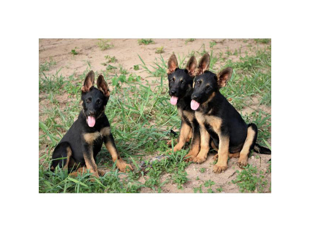 AKC German Shepherd Puppies ready to go home