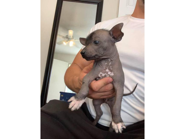 Rare Xoloitzcuintli puppies for adoption