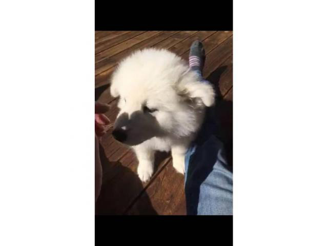 12 week old Male Samoyed puppies for adoption