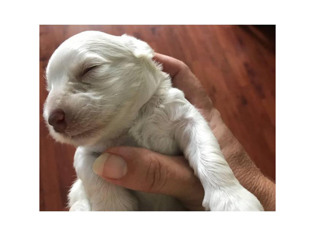 Cute Schnoodle female puppy