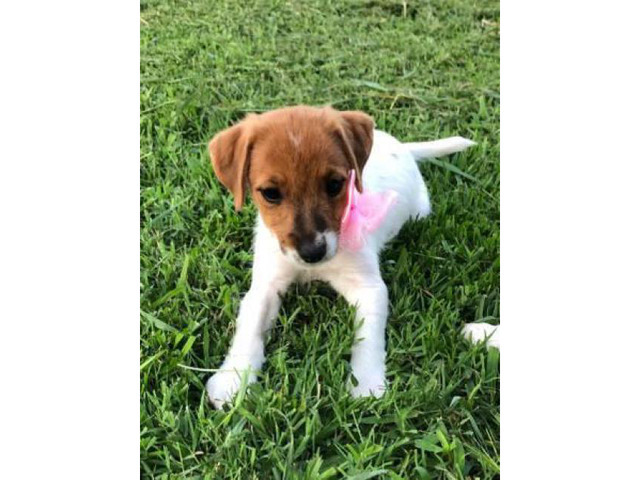 Sweet Jack Russell Terrier Female Puppy
