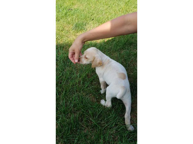 8 weeks old  German shorthaired pointer