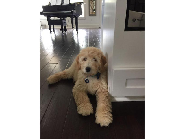 f1b male goldendoodle