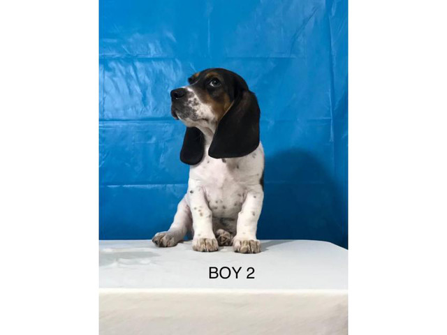 Basset x Beagle male pups
