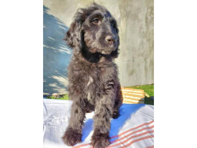 Standard Size Goldendoodle Puppies for Sale