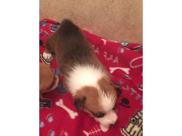 Male corgi puppy for sale
