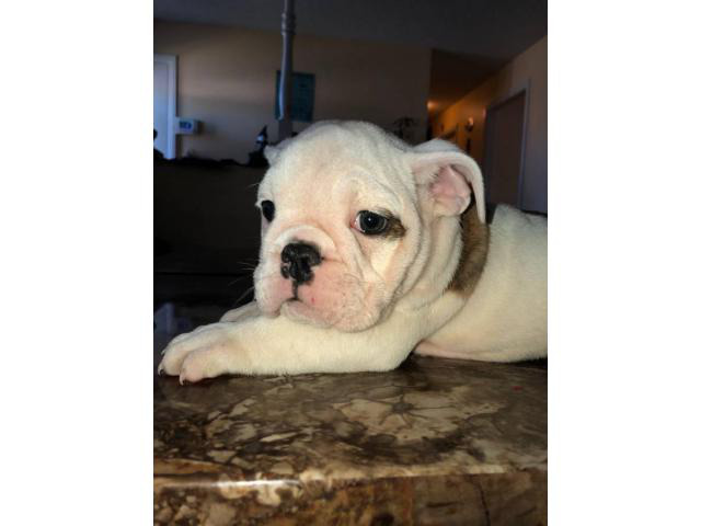 AKC registered English Bulldog puppies for sale