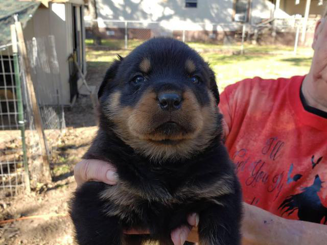 5 Rottweilers for sale