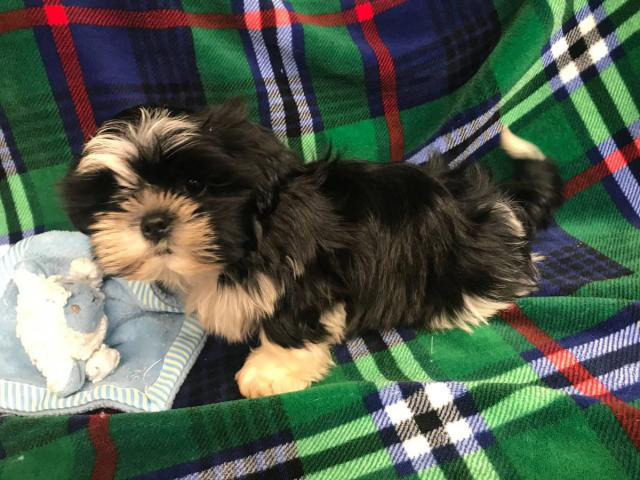 Male Shih Tzu Puppy for Adoption