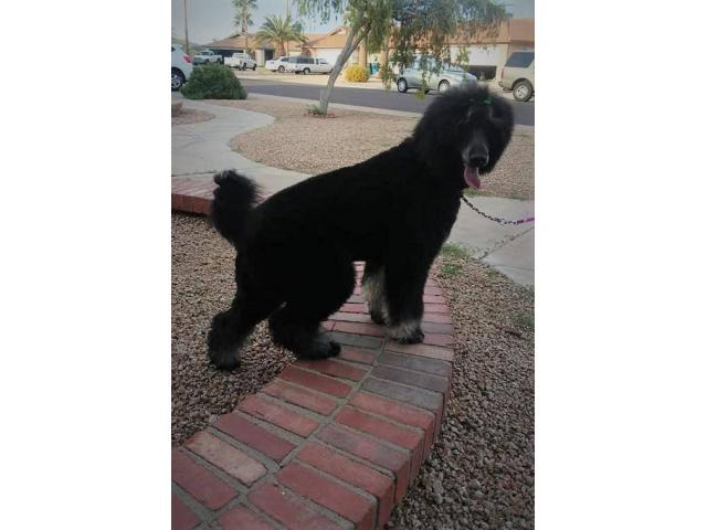 5 Aussiedoodle puppies for sale