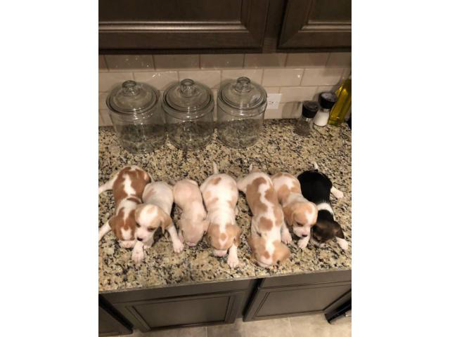 1 male & 6 females Beagle puppies available