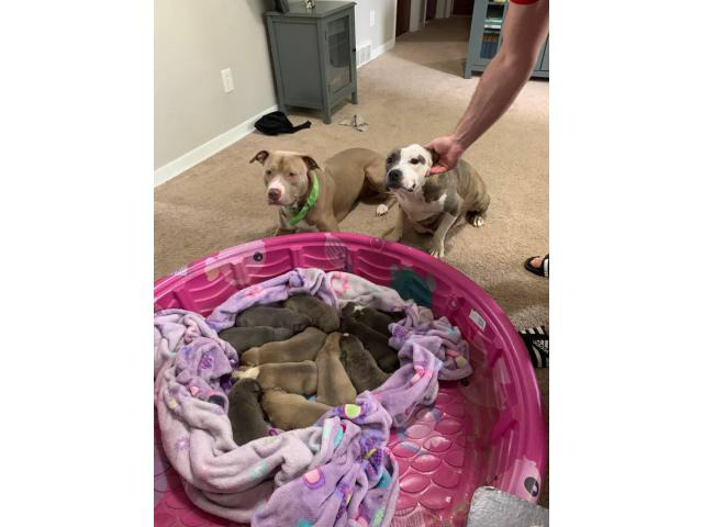 APBT Puppies for rehoming
