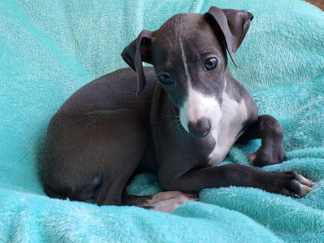 11 weeks old Purebred Italian Greyhound puppy