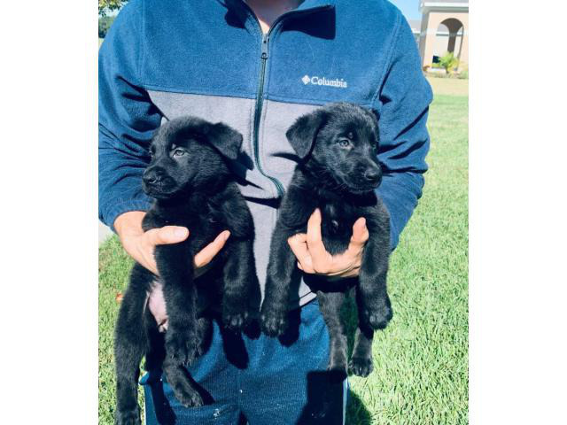 AKC Black German Shepherd Puppies for adoption