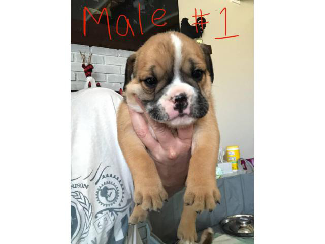 Six male English Bulldogs for Sale