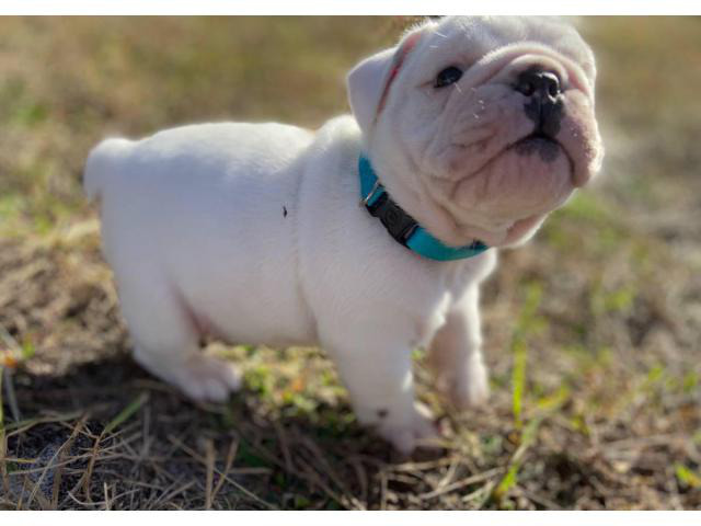 English bulldogs 3 boys left for Christmas