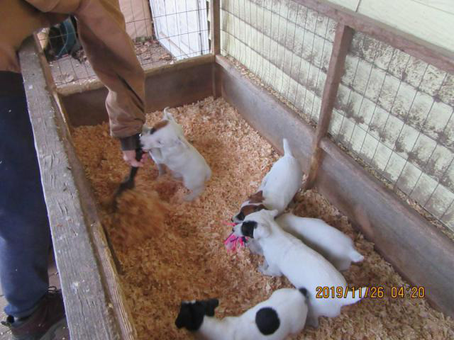 Jack Russell Terrier puppies available