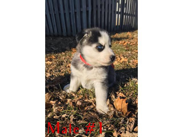 Purebred husky 2 males & 1 female left